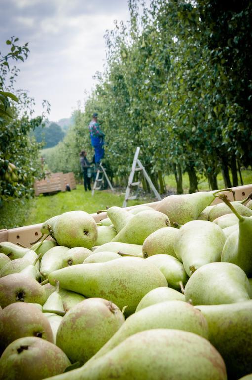 B&B De Fruithoeve Hoeselt Esterno foto